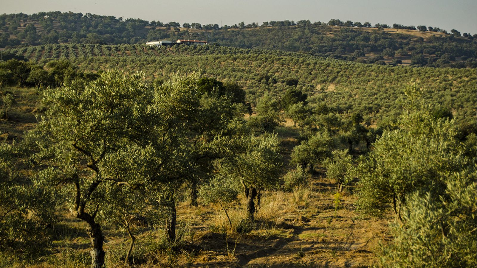 Trae tus olivas a nuestra almazara y llévate tu aceite